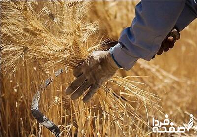 جنجال جدید برای گندمکاران | وکیل دادگستری: کشاورزان می‌توانند از دولت شکایت کنند!
