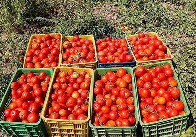 شهرستان دیر نیازمند توجه ویژه است - تسنیم