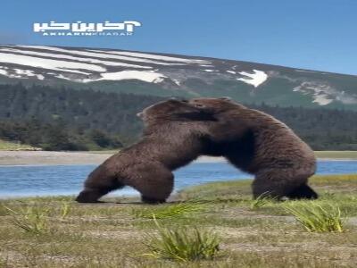 نبرد دیدنی دو خرس گریزلی