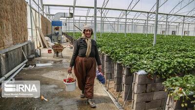 گلخانه‌ها در صدر رشد فعالیت‌های کشاورزی در کردستان