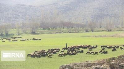 نماینده مجلس: طرح ممیزی مراتع کمکی بزرگ در حل مشکلات عشایر گرمسار و آرادان است