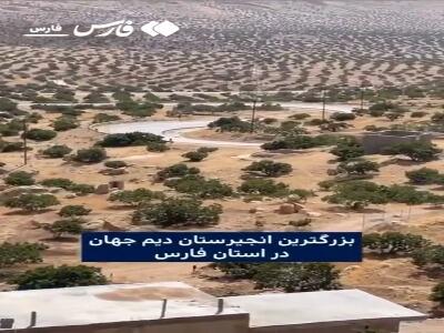 نمایی از بزرگترین انجیرستان دیم جهان در استهبان فارس