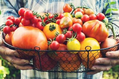 گوجه‌فرنگی؛ گنجینه‌ای از سلامت برای قلب، مغز و مبارزه با سرطان