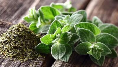 آویشن؛ گیاه معجزه‌آسا برای تقویت سیستم ایمنی و درمان سرماخوردگی