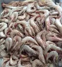 ذخیره بیش از ۷۶ میلیون قطعه بچه میگو در مزارع قشم