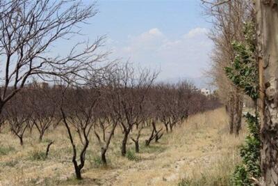 کاهش منابع آبی حیات درختان کهنسال منطقه را تهدید می‌کند