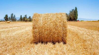 صادرات کاه حبوبات از خرمشهر به بازارهای منطقه‌ای