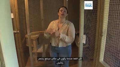هتل‌ های شیک برای گربه‌ ها؛ خانه‌ ای پنج‌ ستاره برای دوست پشمالوی شما / فیلم
