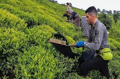 خبر خوش برای چایکاران | ۶۰ درصد مطالبات تسویه شد
