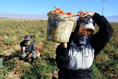 خرید توافقی گوجه فرنگی گلستان با نرخ ۶۱۰۰ تومان  