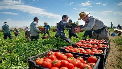 خرید توافقی گوجه فرنگی با مشارکت اتحادیه تعاونی روستایی در رامیان