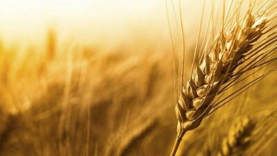 ۷۲ هزار تن گندم از کشاورزان لرستانی خریداری شد
