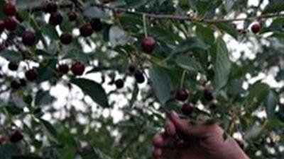 شروع برداشت آلبالو در شهرستان شازند