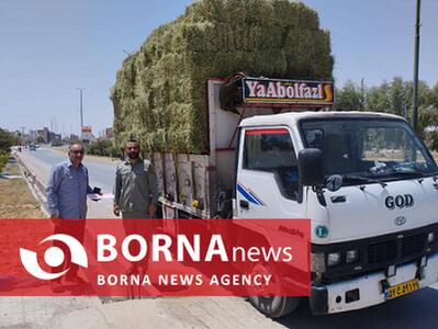 تهیه سه تن علوفه برای تغذیه حیات وحش در قصرشیرین