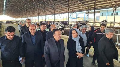 بازدید استاندار قزوین از واحد پرورش گاو شیری در بوئین زهرا