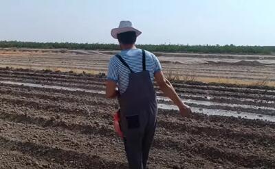 چگونه می توانیم کنجد بکاریم / برای کاشت کنجد چه کارهای را باید انجام دهیم