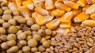 گله اتحادیه واردکنندگان نهاده‌های دامی در پرداخت مطالبات ارزی
