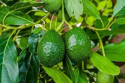 راهنمای کامل کاشت و پرورش درخت آووکادو