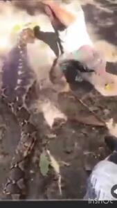 لحظه ترسناک و فوق العاده دلهره آور از بیرون کشیدن جسد کشاورز اندونزیایی از شکم مار پیتون! (18+)