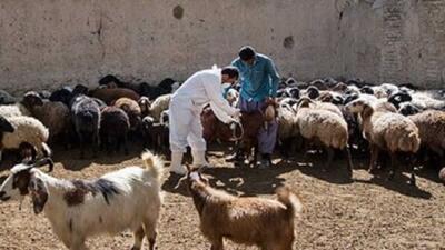 آغاز طرح واکسیناسیون رایگان دام های روستایی و عشایری گلستان