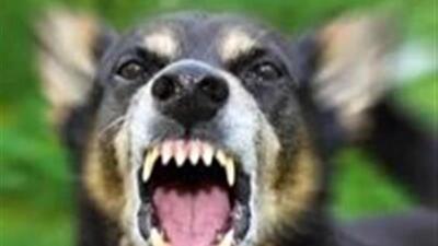 ثبت هزار و ۵۱۶ مورد گازگرفتگی در اسفراین