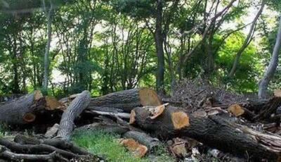 کشف ۸ استر چوب قاچاق جنگلی در نشتارود