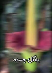 فیلم از کمیاب‌ترین گنج‌های روی زمین / از عمق اقیانوس تا گیاه + فیلم