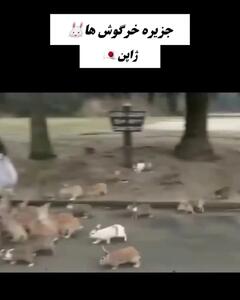 هجوم بی‌پایان/ وقتی حیوانات جزیره را اشغال می‌کنند! + فیلم