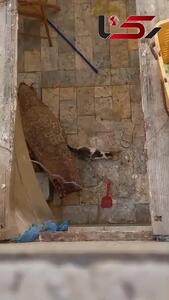 یک گربه در تهران  دو ماه است در یک فضای بسته گرفتار شده / همسایه: آتش نشانی به من می گوید که کار ما نجات گربه نیست! + عکس و فیلم