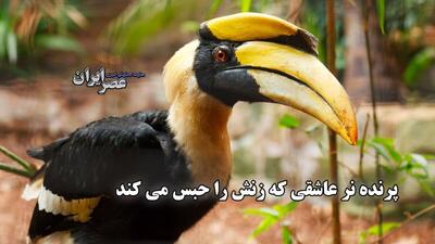 فداکاری عجیب پرنده نوک‌شاخ ماده ؛ یک سال در اسارت پرنده نر برای فرزندان آینده (فیلم)