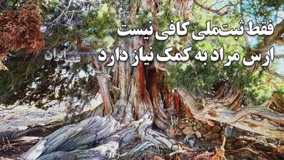 وقتی کهن‌ترین زن ایران ثبت ملی شد/ درختی که از پیش از مسیح روی زمین است / ارس مراد به کمک نیاز دارد (فیلم)
