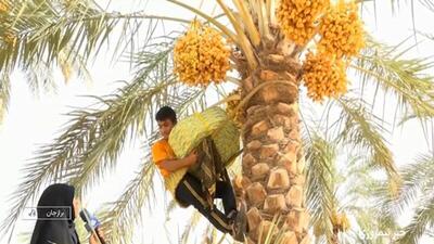 آغاز برداشت رطب در دشتستان +فیلم