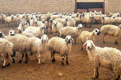 نسخه آمریکایی‌ها برای دام ایرانی برچیده می‌شود | سیاست روز