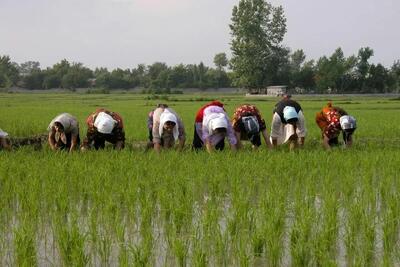 سوءاستفاده دلالان در بازار برنج؛ فروش برنج پاکستانی‌ در بسته بندی ایرانی!