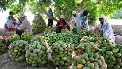 ۲۱۶ هکتار از اراضی نیکشهر زیر کشت انبه رفت