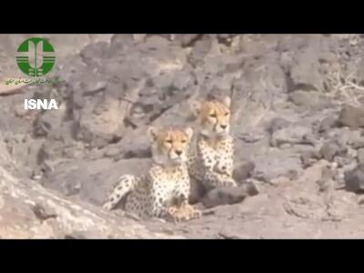 مشاهده ۲ یوزپلنگ آسیایی در منطقه یوزکنام سمنان