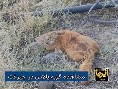 گونه کمیاب گربه پالاس در جیرفت مشاهده شد