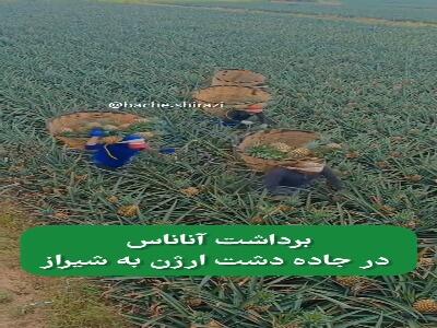 برداشت آناناس در جاده دشت ارژن به شیراز
