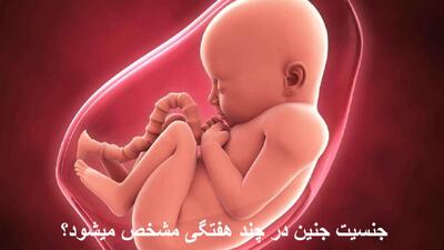 جنسیت جنین در چند هفتگی مشخص میشود؟ جنسیت جنین پسر زودتر مشخص میشود یا دختر؟