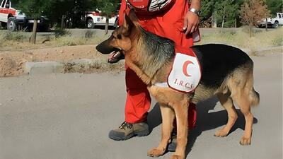 مهارت راشا؛ سگ هلال‌احمر در جستجوی قربانیان جنگ ۱۲ روزه (فیلم)