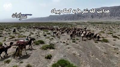 هدایت گله شترها به کمک پهپاد / روش جدید گله‌داری (فیلم)
