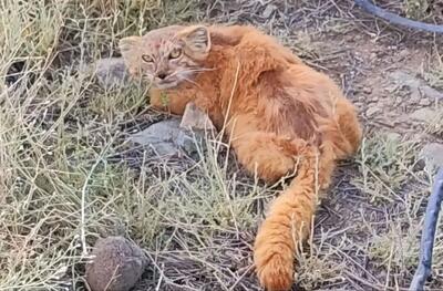 مشاهده گونه کمیاب گربه پالاس در جیرفت کرمان