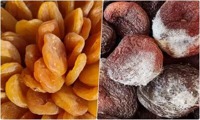 علت کپک زدن برگه زردآلو+ روش‌های جلوگیری از آن