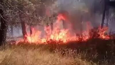 آتش‌سوزی در جنگل آیدوس استانبول مهار شد