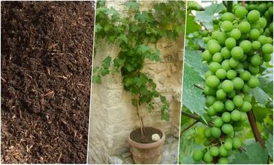 راهنمای کاشت غوره در گلدان