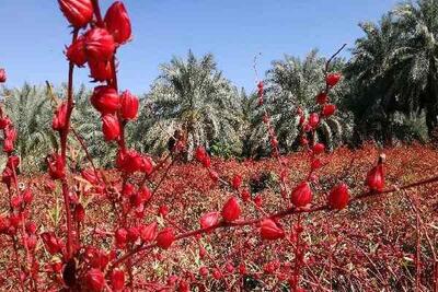 توزیع بذر رایگان و آغاز کشت چای ترش در خرمشهر