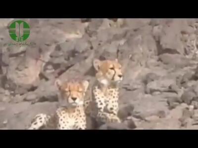 مشاهده دو یوزپلنگ در منطقه یوزکنام سمنان