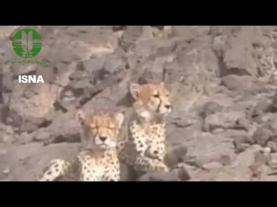 مشاهده ۲ یوزپلنگ آسیایی در منطقه یوزکنام پل ابریشم سمنان/فیلم