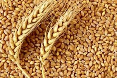 ۲۳ هزار تن گندم در سیلوهای چهارمحال و بختیاری ذخیره‌ شده است