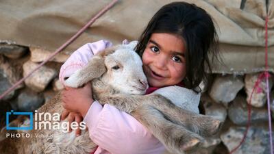 گزارش تصویری/ عشایر کُرمانج در ییلاق «گلیل»